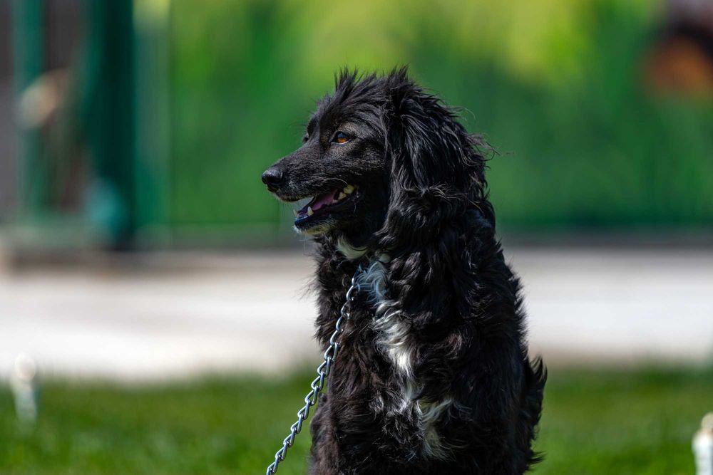 Собачка (4 года) в добрые руки