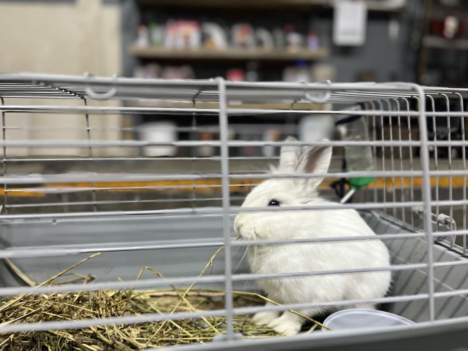 Кролик домашний