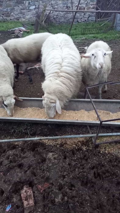 Коч Асаф на едно мърлило