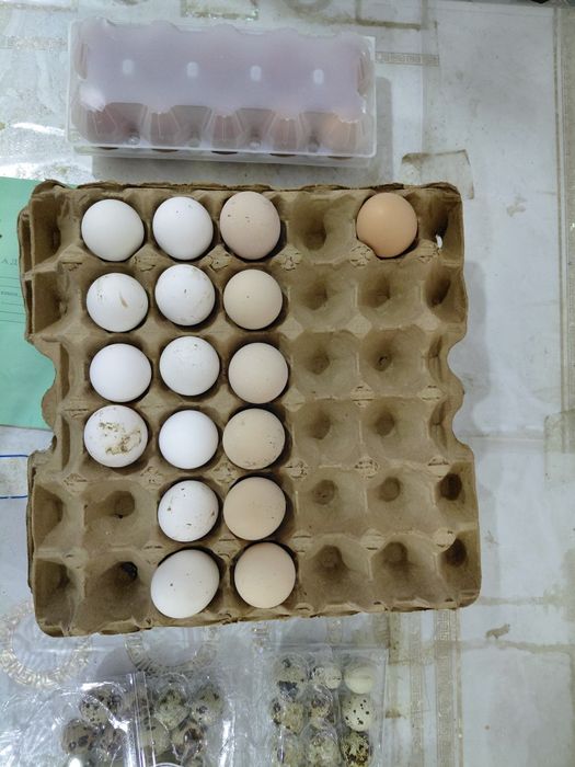 Жұмыртқалар сатылады