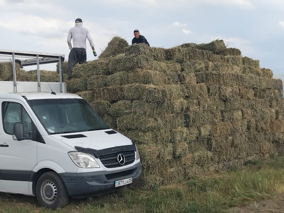 Продам сено люцерна(Клевер)