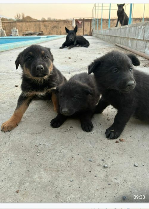 Авчарка кушіктері сатылады.