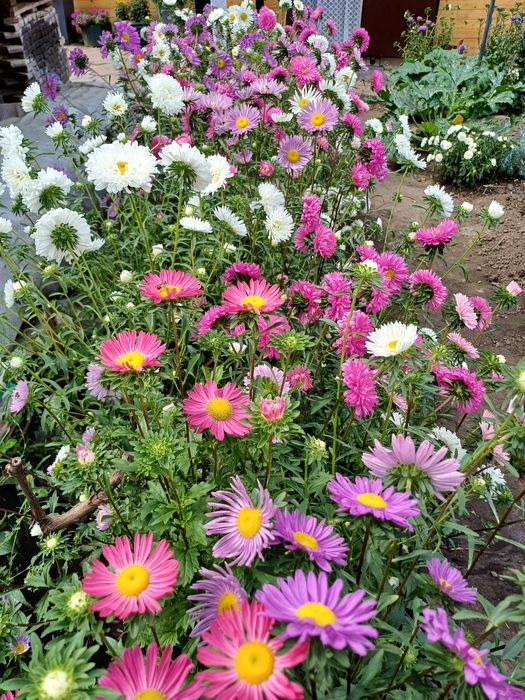 Семена астры разноцветной