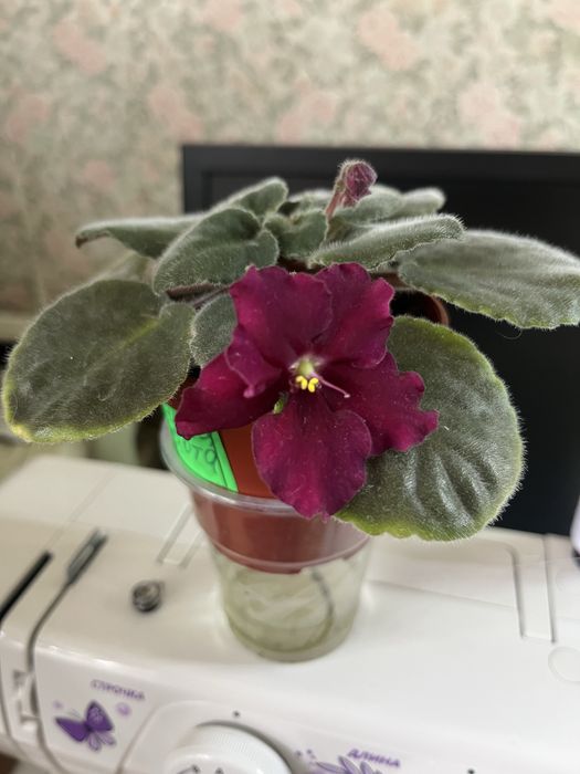 Комнатные растения