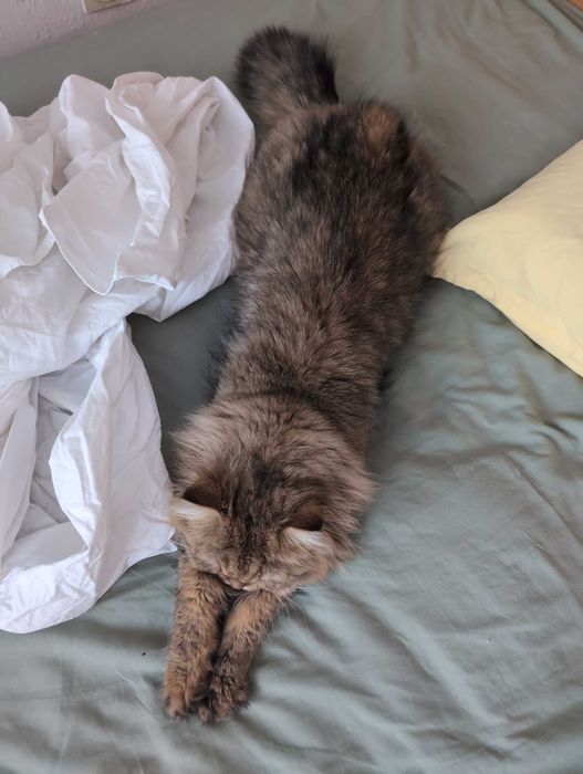 Мъжки котарак за Разплод