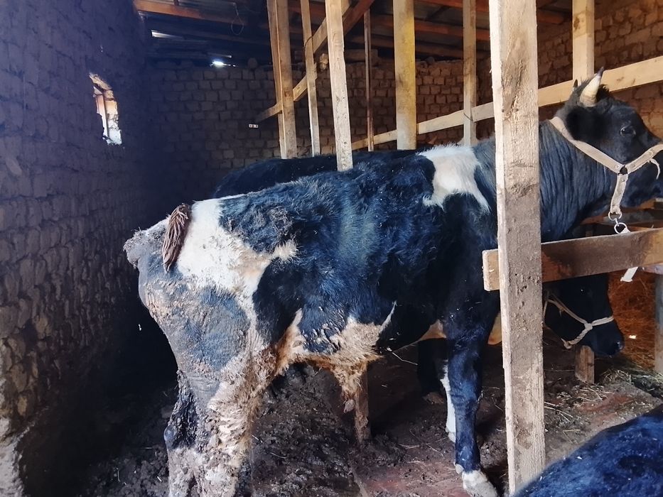 Быки откорм. Семыз