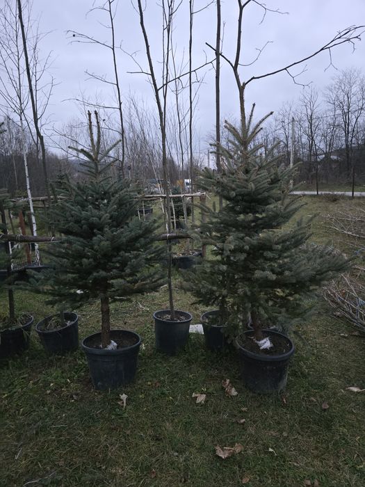 Brazi argintii și verzi ieftin