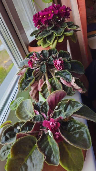 Сортовые фиалки недорого