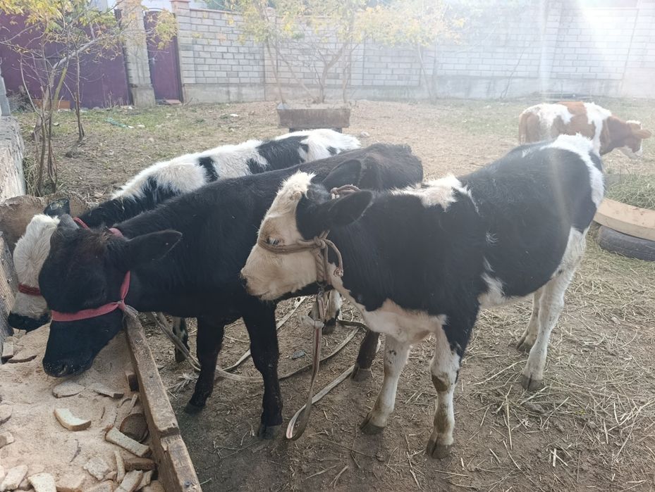 Бычки еркек бузаулар