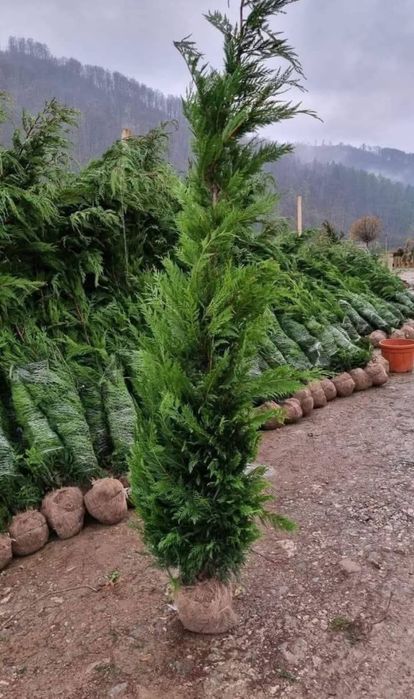 Vând tuia leylandii și mesteacăn alb