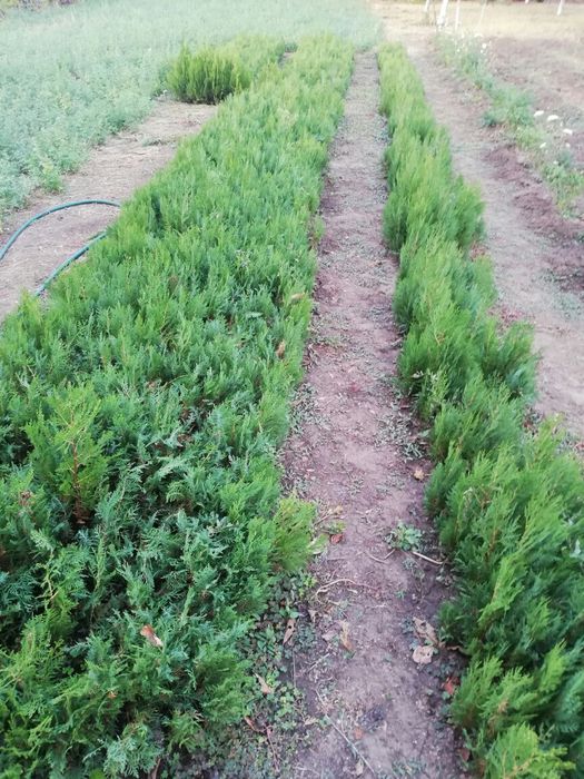 Туя източна разсад 0,80 лв