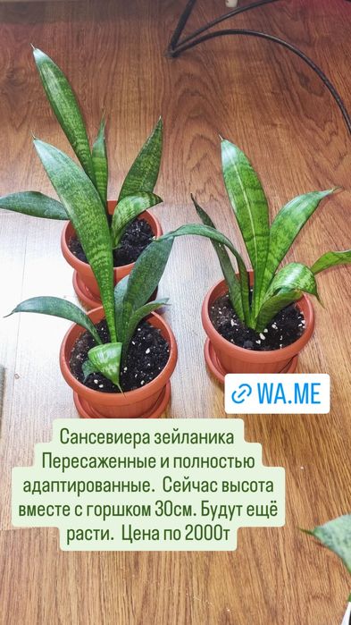 Цветы от 500 до 5000