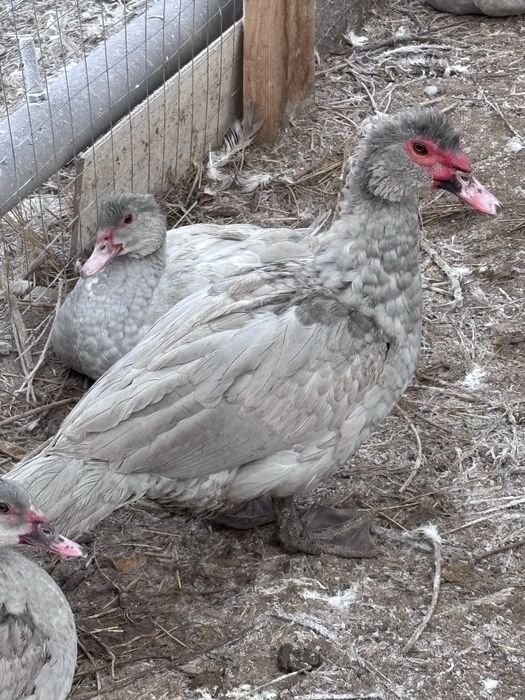Утки лавандовые, тяжеловесы