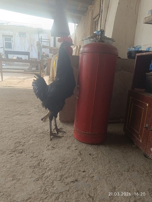 Gigant qora shaxzoda tuximlari sotiladi