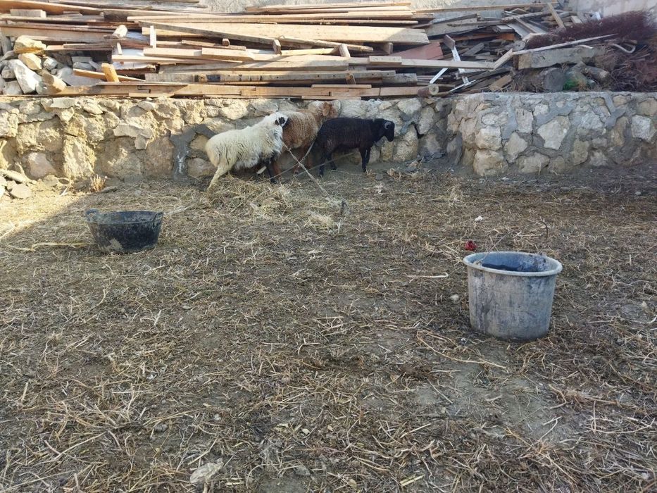 Кучкорлар сотилади