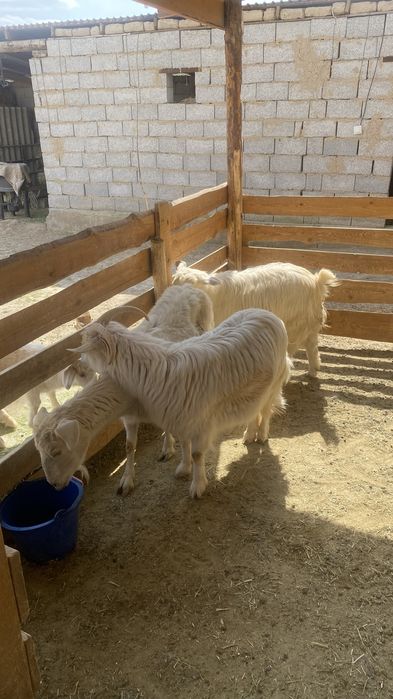 Орыс ешки занен