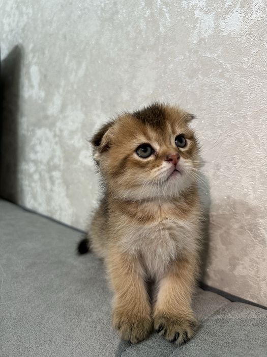 Продаются чистокровные котята вислоухая золотая шиншилла, страйд, фолд