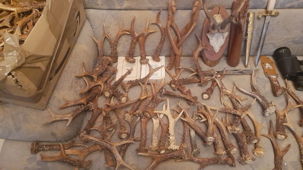 Cornite de caprior..