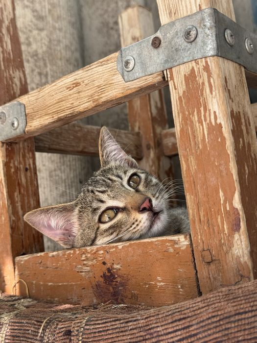 Котята простой породы