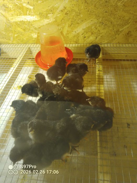 Pui gaini Araucana si oua pentru incubat