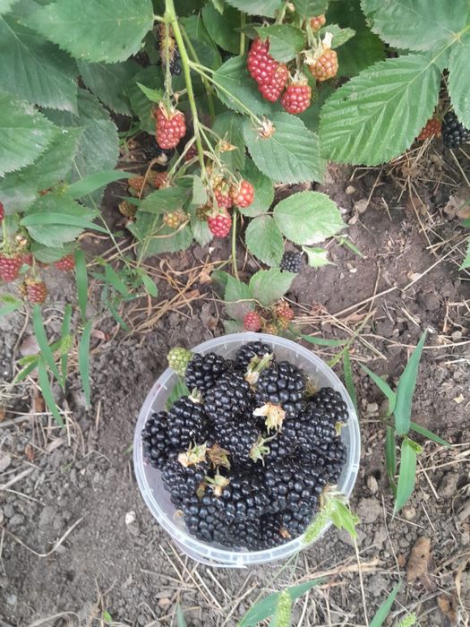 Продам ежевику домашнюю