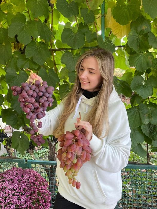 Vita de vie anul 3 struguri mari de masa la ghiveci