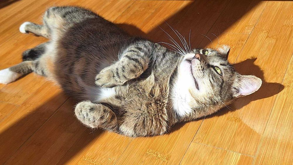 Тиги, 3-годишно коте-терапевт, търси дом!