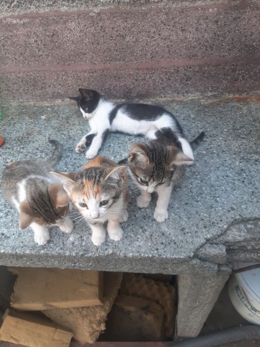 Подарявам котета