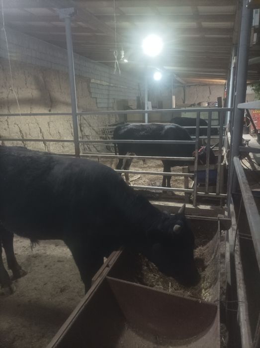 Buqachala sotiladi  soni 3 ta