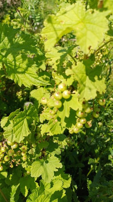 Дача сад " Мелиоратор "