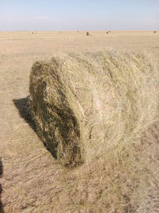 Продам сено житняк в рулонах