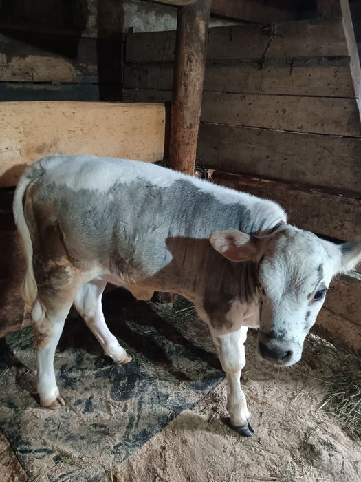 Vând vaca  cu vitel mai multe detalii la telefon