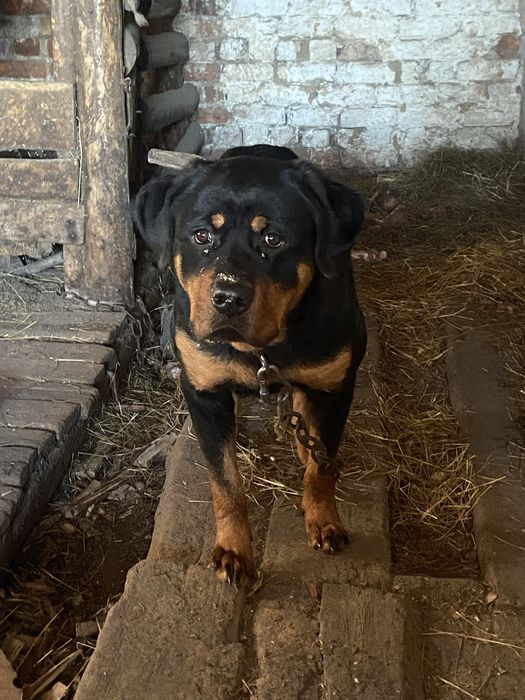 Продам ротвейлер сучка 8месяцом