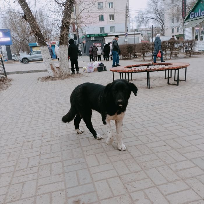 Пристраивается в добрые руки собака