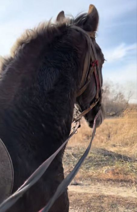 Продам жеребчика Орлоца