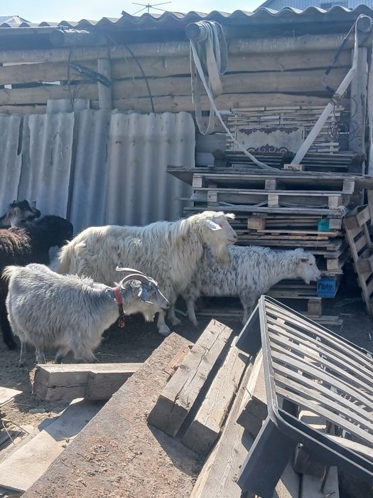 Козы с казлятами 55000