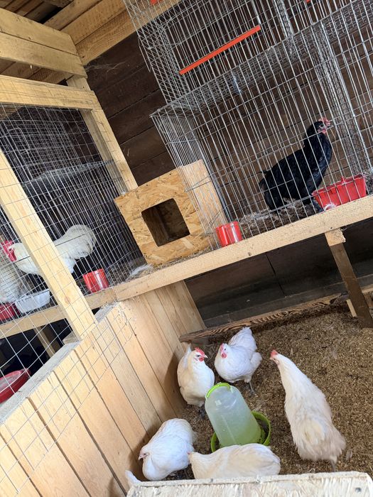 Vand pui Australorp Alb