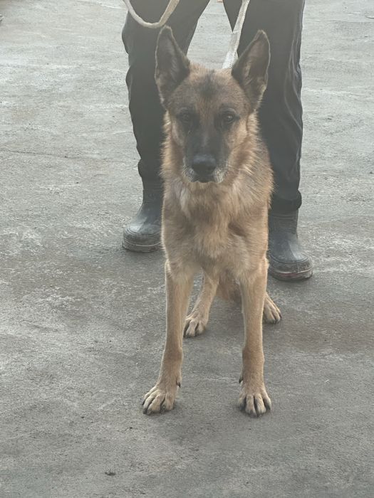 Ovcharka sotiladi toza qonli