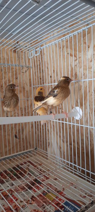 Canari tineri de vanzare
