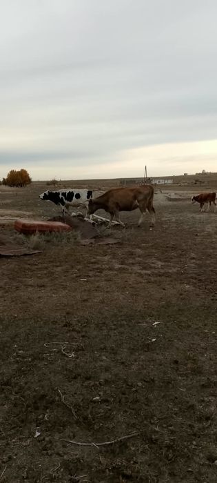 Продам коров и быка