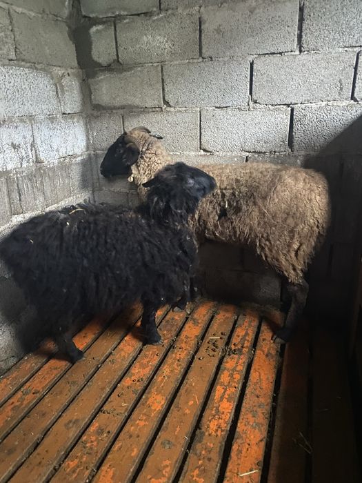 Продаеться овцы Тұсақ