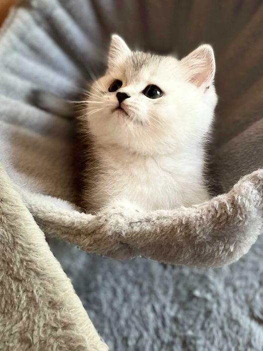 Продавам британски котки
