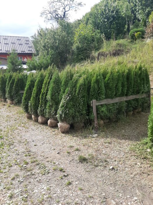 vînd tuia brazi mesteacăn Platan Tei Artar etc