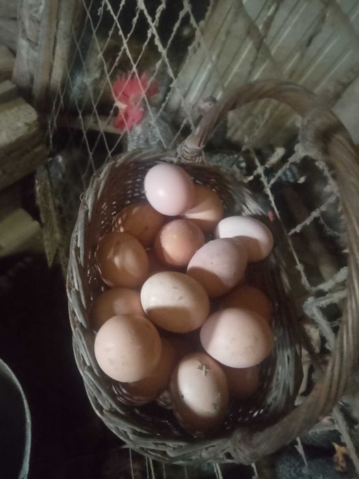 Vând ouă de casă 1.50