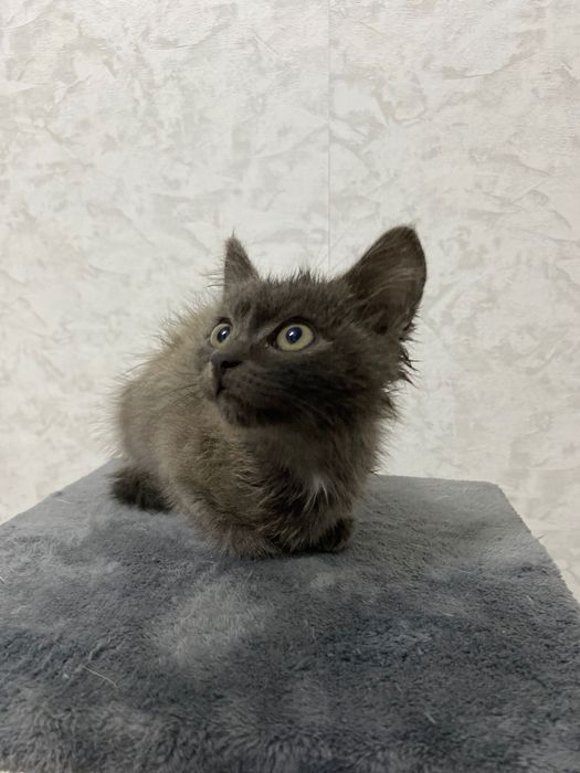 Отдам котенка, мальчик, 1 месяц
