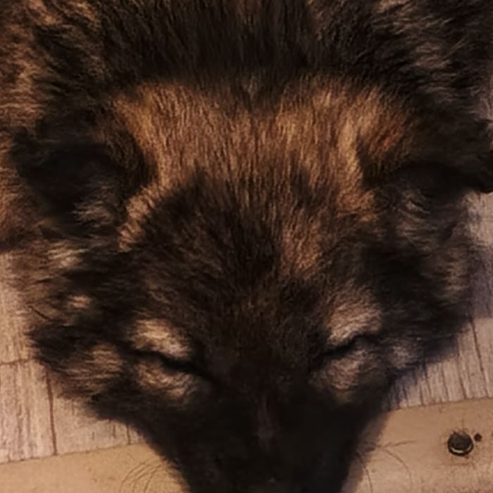 Отдам щенка в хорошие добрые руки