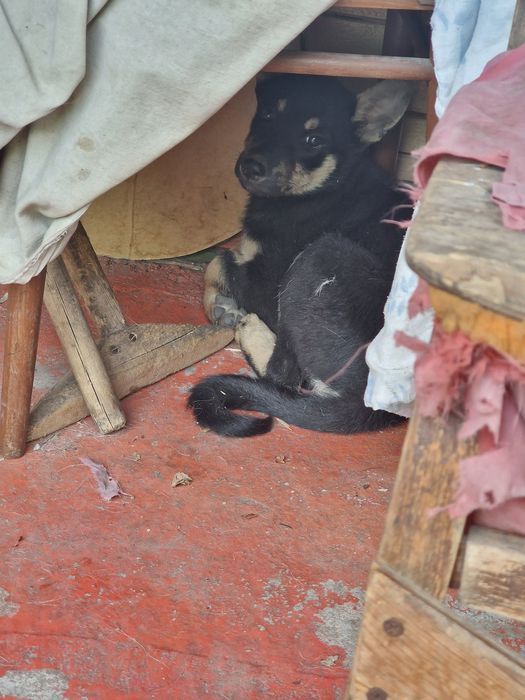 Отдам бесплатно щенят