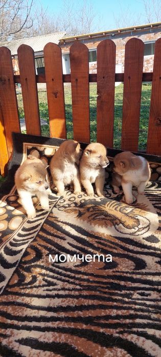 Шиба Ину Shiba inu