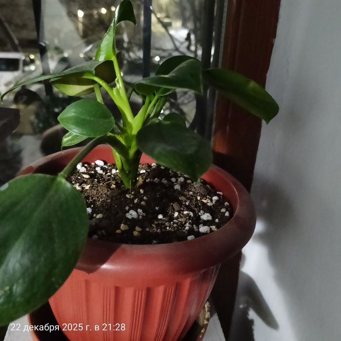 Продам полку для цветов.