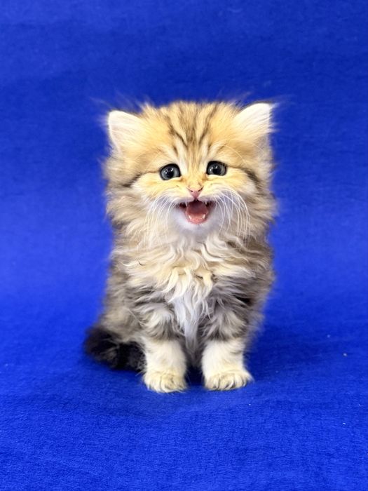 Британские котята